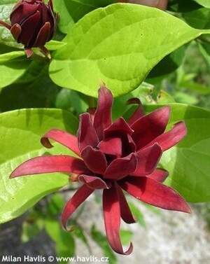 Калікантус квітучий - східний солодкий чагарник- Calycanthus floridus