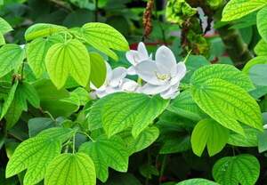 Bauhinia ACUMINATA - Баугінія -баухінія - орхідейне дерево