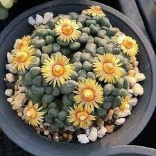 Алоїнопсис Шунеса - насіння живе каміння Aloinopsis schooneesii